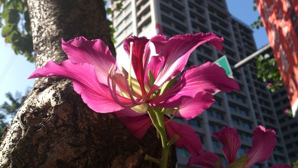 艷紫荊